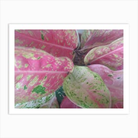 Pink Flamingo Plant Art Print