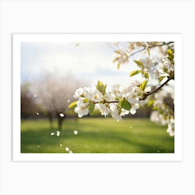 Blooming Pear Tree In Spring Close Up Shot Focusing On Delicate White Blossoms Against A Soft Hued Art Print