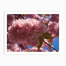 Pink blossoms of ornamental cherry 1 Art Print