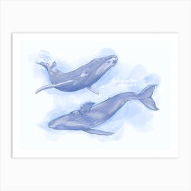 Blue Whales Art Print