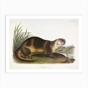 Canada Otter, John James Audubon Art Print