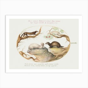 Polecat, Mink, And Ermine (1575–1580), Joris Hoefnagel Art Print