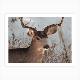 Mule Deer Buck Art Print