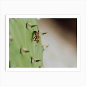 Cactus and ant 1 Art Print