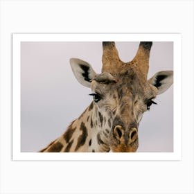 Giraffe With Bird Masai Mara Kenya Art Print