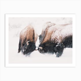 Winter Bison Battle Art Print