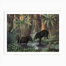 Vintage Kolb 1 Tafel 45 Tapir Amerikanisch Art Print