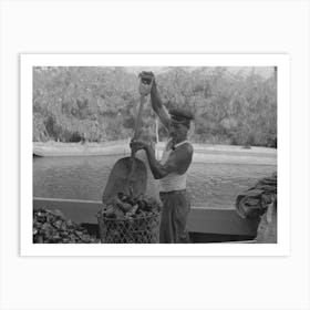 Fishermen Unloading Oysters, Olga, Louisiana By Russell Lee Art Print