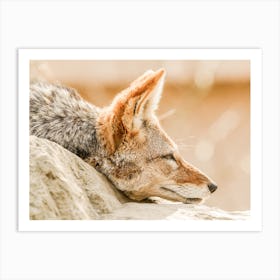 Sleeping Coyote Art Print