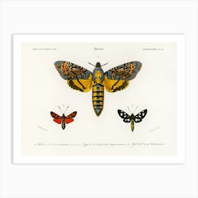 Collection Of Moths, Charles Dessalines D'Orbigny 2 Art Print