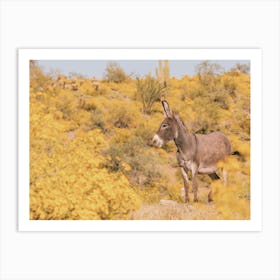 Spring Desert Burro Donkey Art Print
