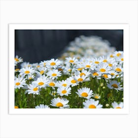 Daisy Field 3 Art Print