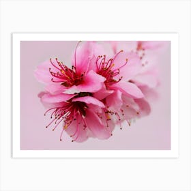 Pink Peach Blossom 1 Art Print