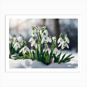 Snowdrops In The Snow 4 Art Print