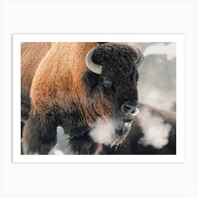 Winter Bison Art Print