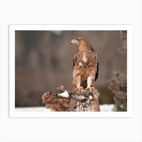 Winter Golden Eagle Art Print