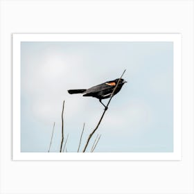 Moody Red Winged Blackbird Art Print