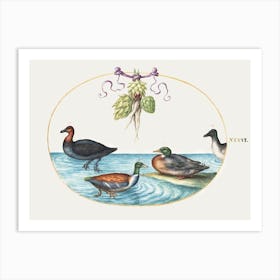 Red Breasted Merganser, Shoveler, And Two Other Water Birds With Artichokes (1575–1580), Joris Hoefnagel Art Print