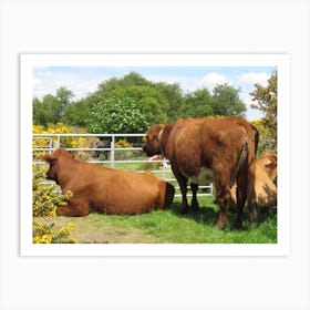 Three Cows In A Field  Scotland Gate Yellow Flowers Art Print