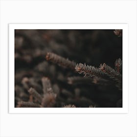 Pine Needle Branch Art Print