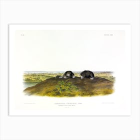 Star Nose Mole, John James Audubon Art Print