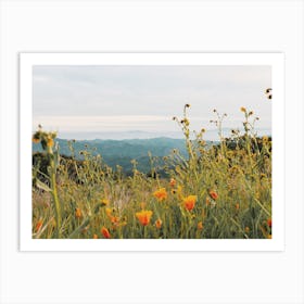 Poppy Flower Field Art Print