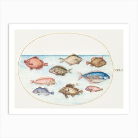 Boarfish, Razorfish, Butterfish, A John Dory And Other Fish (1575–1580), Joris Hoefnagel Art Print