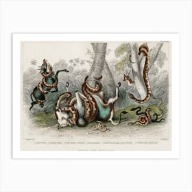 Collection Of Various Snakes, Oliver Goldsmith Art Print