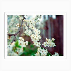 Blossoming Cherry Tree Art Print