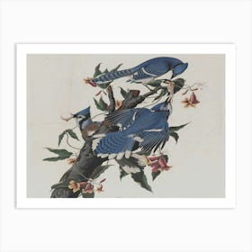 Blue Jays 1 Art Print