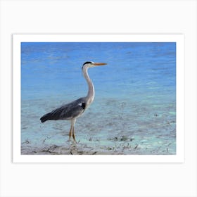 Heron On The Beach Blue Water Ocean Art Print