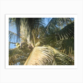 Coconut Tree Art Print