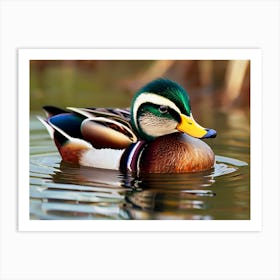 Swimming duck Art Print