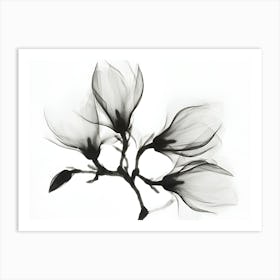 Magnolia 3 Art Print