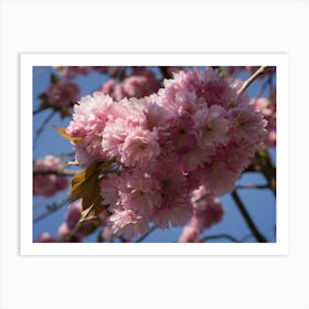 Pink ornamental cherry blossoms and blue sky Art Print