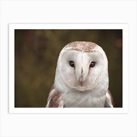 Barn Owl Scenery Art Print