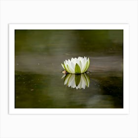 White Water Lily With Reflection In The Water Art Print