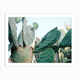 Green Cactus // Ibiza Nature & Travel Photography Art Print
