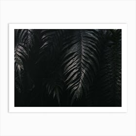 Fern Leaves In The Dark Art Print