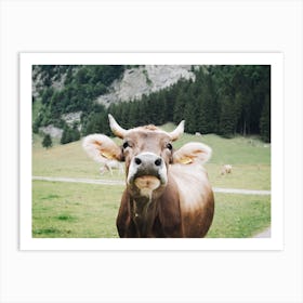 Brown Swiss Cow Art Print