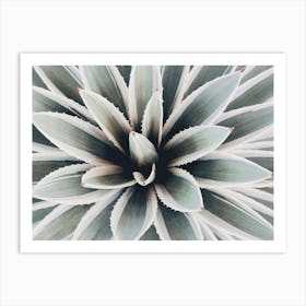 Blue Green Succulent Art Print