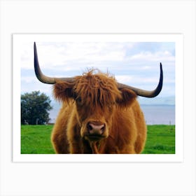 Highland Cow Art Print