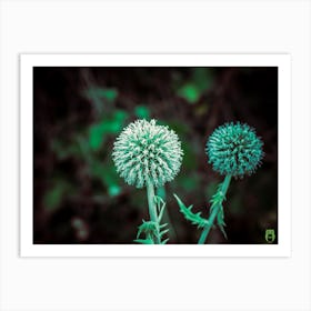 Thistle 202308161135105pub Art Print