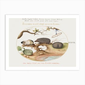 Guinea Pig And Hedgehogs With Melon And Cobnuts (1575–1580), Joris Hoefnagel Art Print