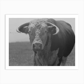 Untitled Photo, Possibly Related To Bull S Head, Cruzen Ranch, Valley County, Idaho By Russell Lee Art Print