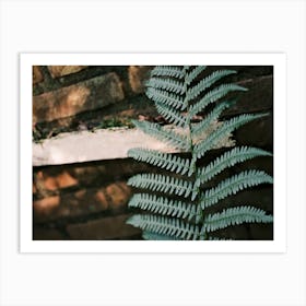 A Fern Against An Old Brick Wall // Nature Photography Art Print