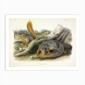 Squirrel, John James Audubon Art Print