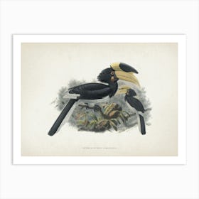 Vintage Keulemans 2 Anthracoceros Coronatus Art Print