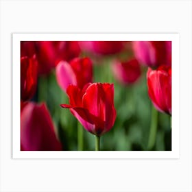 Red Tulips 1 Art Print