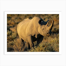 Rhinoceros By Sunset At Etosha National Park Namibia Póster